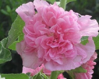 30+ Pink Double Hollyhock / Alcea Rosea / Perennial / Flower Seeds.
