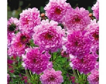 40+ Cosmos Double Pink Rose / Annual / Flower Seeds.