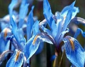 30+ Iris Missourienis / Perennial / Flower Seeds.