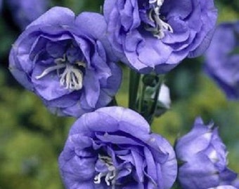 50+  Double Blue Heirloom Campanula / Canterbury Bells / Perennial /Flower Seeds.