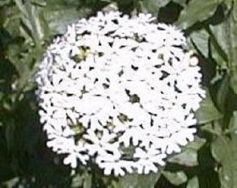 30+ Heirloom White Lychnis Maltese Cross / Deer Resistant / Perennial.