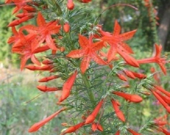40+ Red Standing Cypress / Texas Plume / Biennial / Flower Seeds.