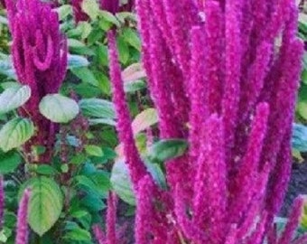 50+ Lotus Purple Amaranthus / Annual / Flower Seeds.