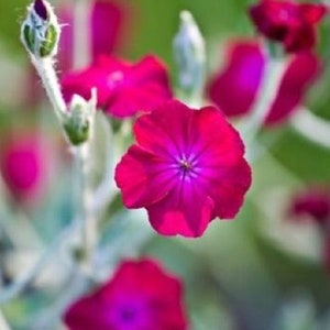 Puede incluir: Primer plano de flores rosas con un fondo verde borroso. Las flores tienen un color rosa intenso con un centro rosa más claro.