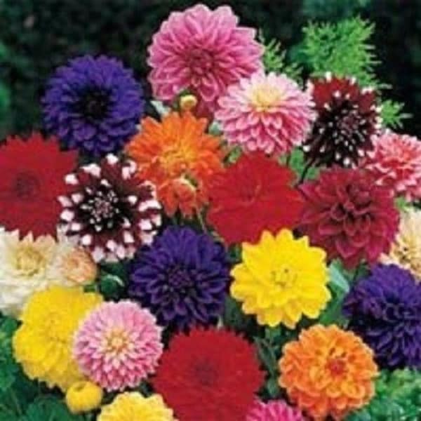 Dinner Plate Dahlia Seeds Etsy