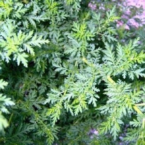 300 Seeds Artemisia annua ,sweet wormwood, sweet annie, sweet sagewort 