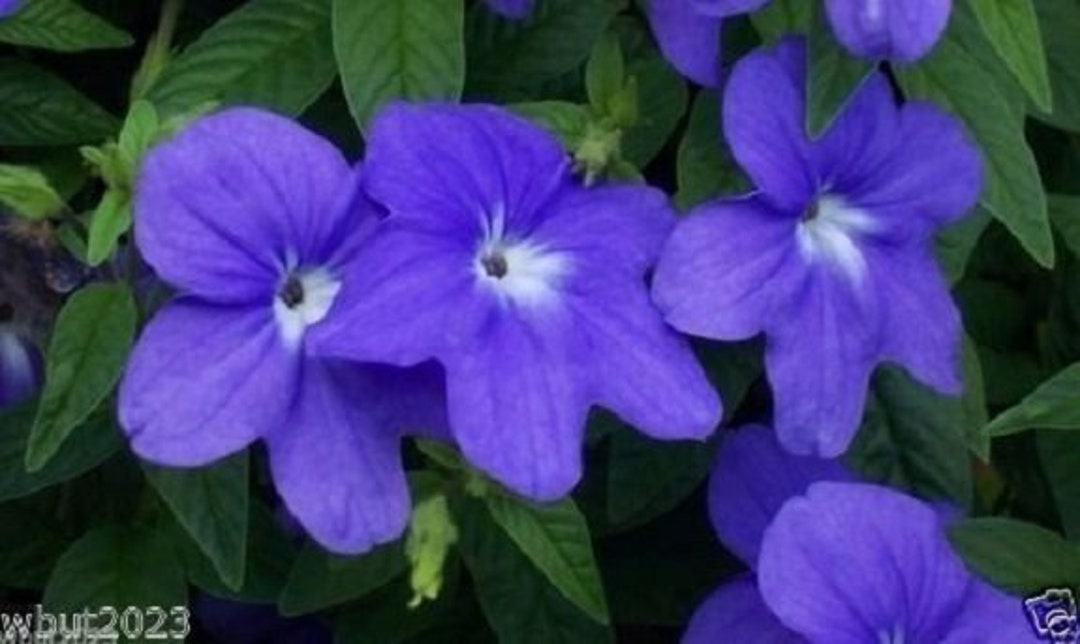 BRAULIA - BLUE