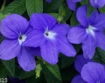 50+ Blue Browallia / Annual / Flower Seeds.