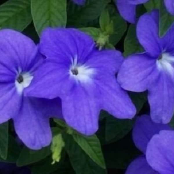 50+ Blue Browallia / Annual / Flower Seeds.