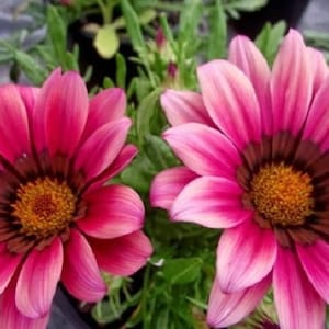 30+ Gazania Kiss Rose / Drought Tolerant / Re-Seeding Annual / Flower Seeds.