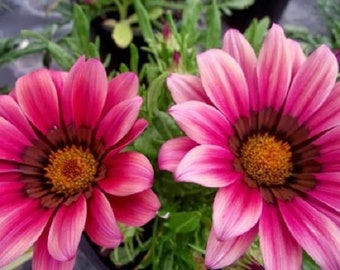 30+ Gazania Kiss Rose / Drought Tolerant / Re-Seeding Annual / Flower Seeds.