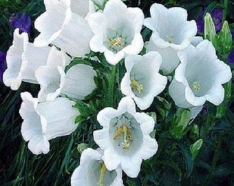 50+  Pure White Heirloom Campanula / Canterbury Bells / Perennial / Flower Seeds.