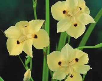 25+ Yellow Fortnight Lily / Drought and Forst Hardy / Flower Seeds.