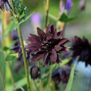 Puede incluir: Primer plano de una flor de color púrpura oscuro con cinco pétalos. La flor está enfocada, mientras que el fondo está desenfocado. La flor está rodeada de hojas verdes.