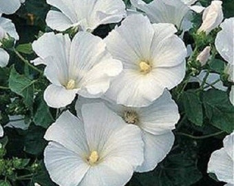 20+ White Rose Mallow Lavatera / Perennial / Flower Seeds.