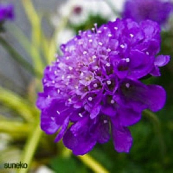 25+ Dark Purple Pincushion Scabiosa / Perenne / Semillas de Flores.