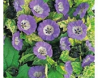 40+ Apple Of Peru Shoo Fly / Nicandra / Insect Repelling/ Reseeding Annual / Flower Seeds.