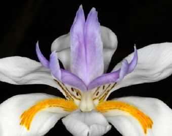 30+ African Iris / Butterfly Iris / Hardy Drought and Frost Resistant / Flower Seeds.