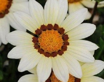 30+ Kiss White Gazania / Drought Tolerant / Re-Seeding Annual / Flower Seeds.