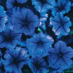May include: A close-up of a cluster of vibrant blue petunias. The flowers have a deep, rich blue color and a delicate, ruffled texture.