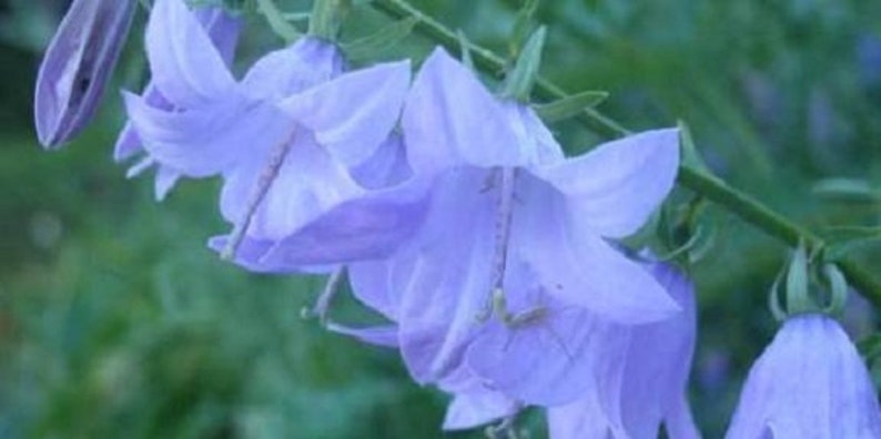 40 Campanula Rapunculoides Heirloom / Canterbury Bells / Perennial / Flower Seeds. image 1