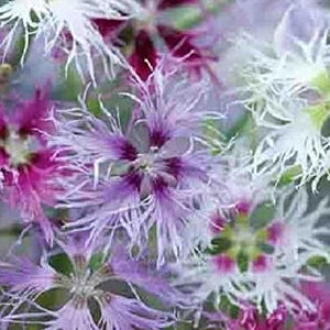 May include: A close-up of a cluster of pink, white, and purple fringed flowers. The flowers have a delicate, feathery texture and are arranged in a bouquet.