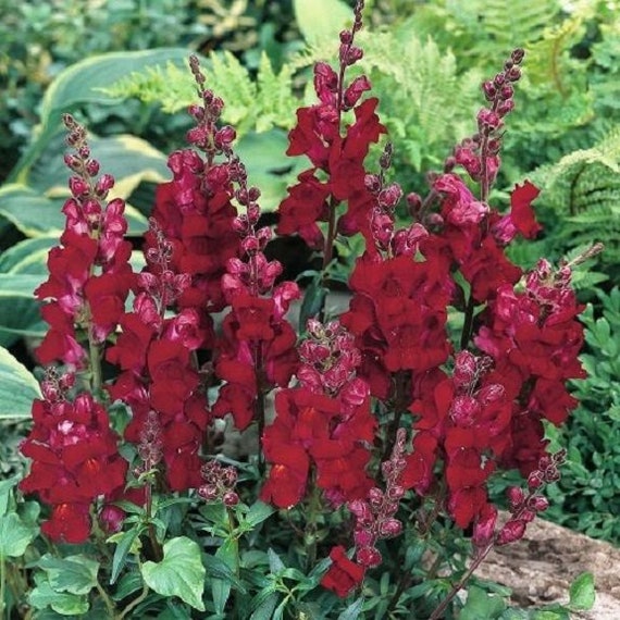 Long Lasting Annual Flower Seeds Antirrhinum Sonnet Yellow Snapdragon 30
