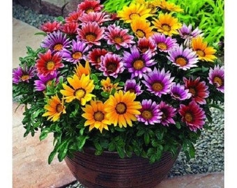 30+ Frosty Kiss Mix Gazania / Drought Tolerant / Annual / Flower Seeds.