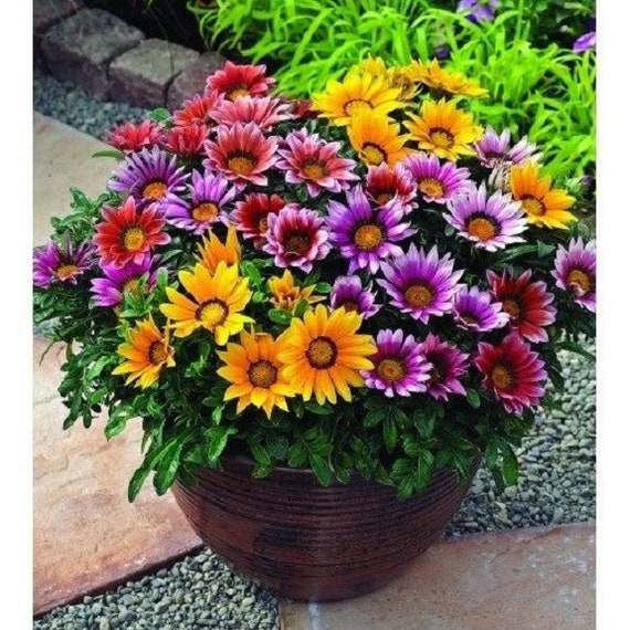 Reseeding Annual 30 Kiss Rose Gazania Flower Seeds