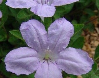 25+ Ruellia "Wild Petunia" / Humillis / Easy To Grow / Self-Seeding Annual /  Flower Seeds.