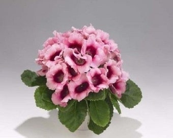 25+ Pink Empress Bi-Color Gloxinia / Flower Seeds.