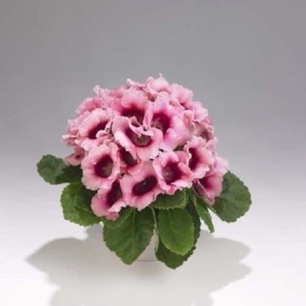 25+ Pink Empress Bi-Color Gloxinia / Flower Seeds.