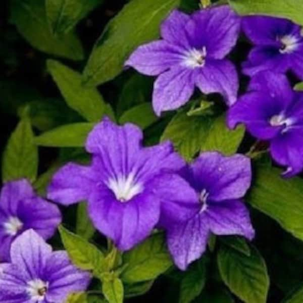 50+ Purple Browallia / Annual / Flower Seeds.