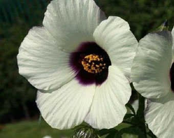 15+ Amethyst Hibiscus / Perennial / Flower Seeds.