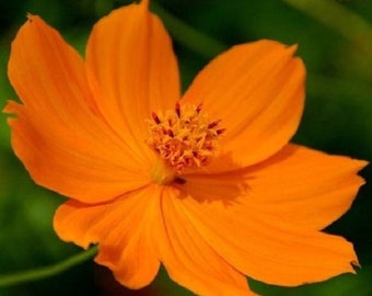 35+ Cosmos Cosmic Orange / Tolerante a la Sequía / Anual / Semillas de Flores.