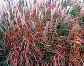 30+ MIscanthus Flame Grass / Ornamental Grass / Perennial / Flower Seeds.