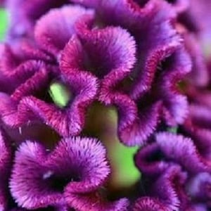 30+ Purple Cockscomb Celosia / Re-Seeding / Annual / Flower Seeds.