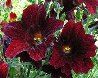 20+ Chocolate Stained Glass Salpiglossis / Annual / Flower Seeds.