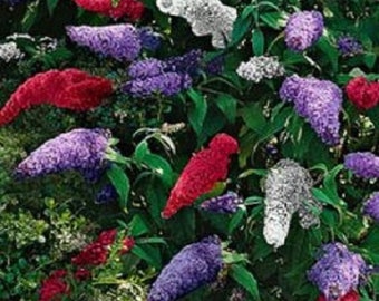 25 + buddleia papillon Bush Mix / vivaces / graines de fleurs.