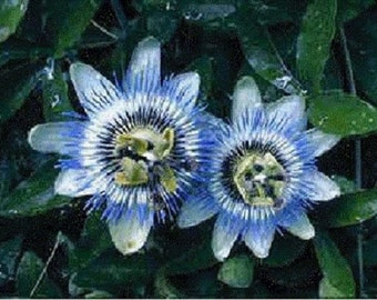10+ Blue Passionflower Passifloria / Caerulea / Perennial / Flower Seeds.