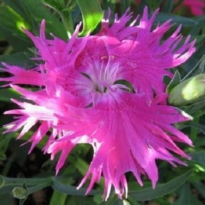 May include: A vibrant pink flower with fringed petals, blooming in a garden setting. The flower has a white center and is surrounded by green foliage.