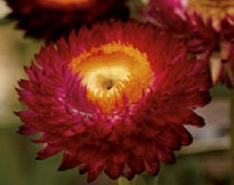 30+ Crimson Red Strawflower Helichrysum / Re-Seeding Annual / Flower Seeds.