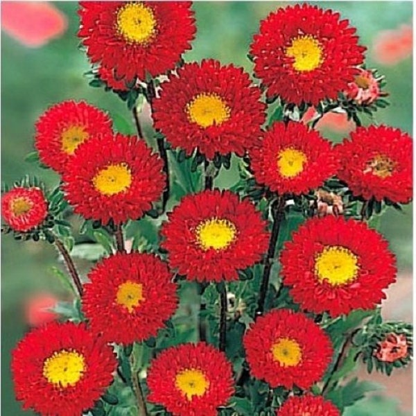 30+  Kurenai Red Aster / Annual / Flower Seeds.