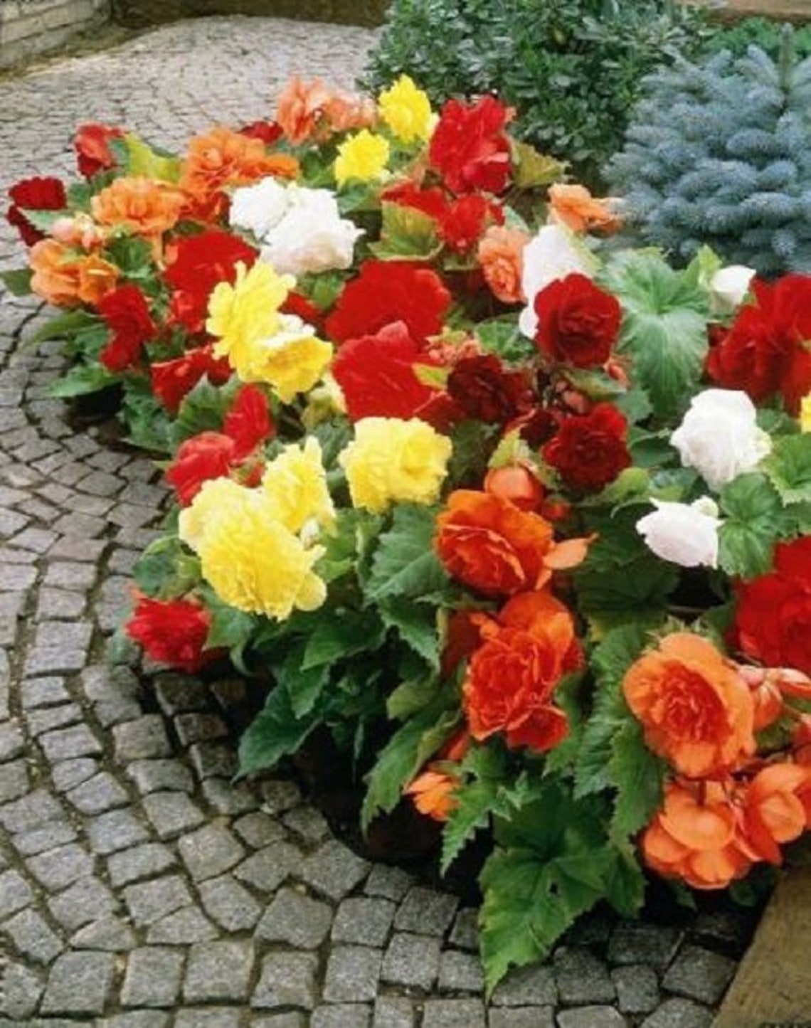 30 Begonia Ambassador Mix / Annual / Flower Seeds. Etsy