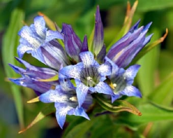 30+ Gentian Gentiana Sceptrum / Shade Loving / Perennial / Flower Seeds.