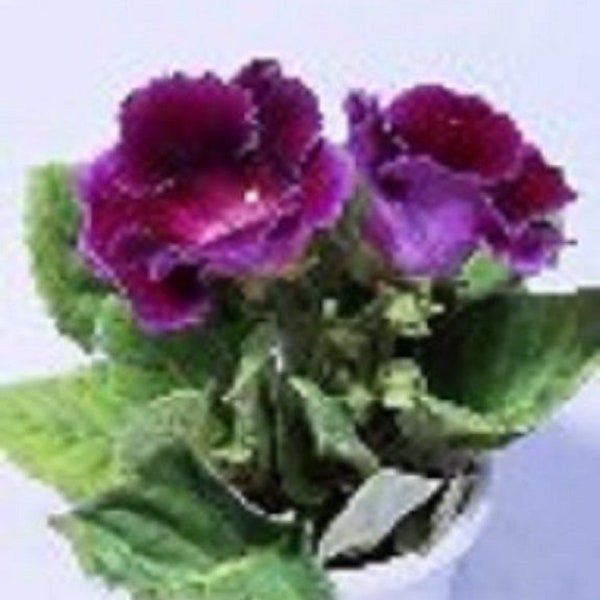 25+ Gloxinia Purple Empress / Annual / Flower Seeds.