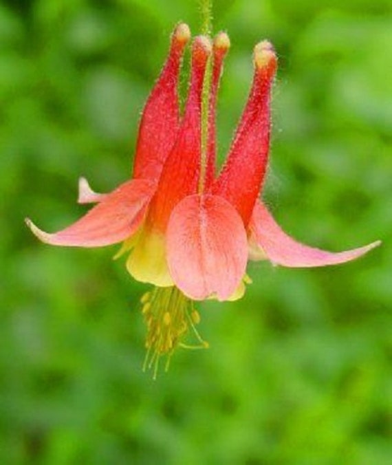30 PERENNIAL SCARLET RED AQUILEGIA COLUMBINE FLOWER SEEDS