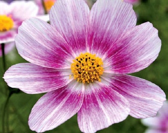 35+ Cosmos Happy Ring / Long Lasting / Annual / Drought Tolerant / Flower Seeds.