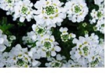 60+ Pure White Alyssum / Re-seeding / Annual / Flower Seeds.