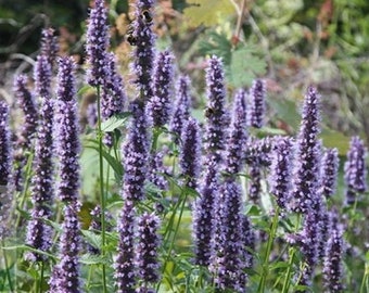 50+ Purple Agasthache / Perennial / Flower Seeds.